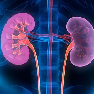 Prueba Función Renal (Función del Riñón)